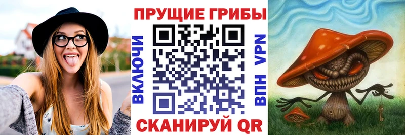 Псилоцибиновые грибы GOLDEN TEACHER  купить закладку  MEGA tor  Грайворон 